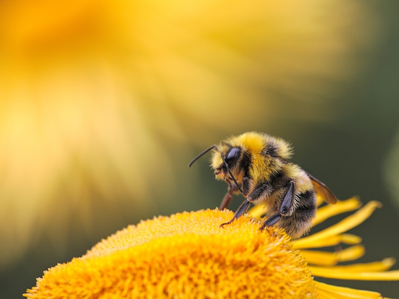 Alertbee - Professional beehive monitoring